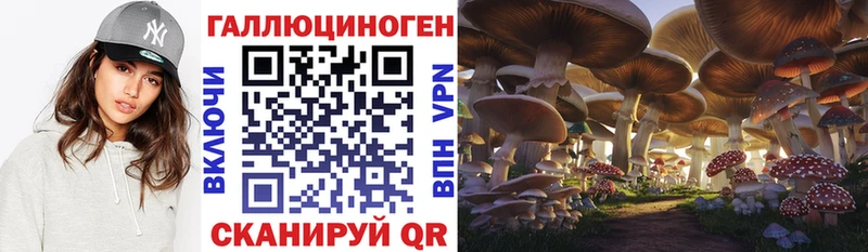 магазин    Гдов  Псилоцибиновые грибы Psilocybe 